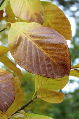 Magnolia acuminata - šácholan přišpičatělý - listy podzim (2)